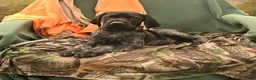 German Shorthaired Pointer dogs for sale: Storm   - Ad 1