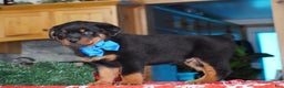 Rottweiler dogs for sale: Duke - Ad 4