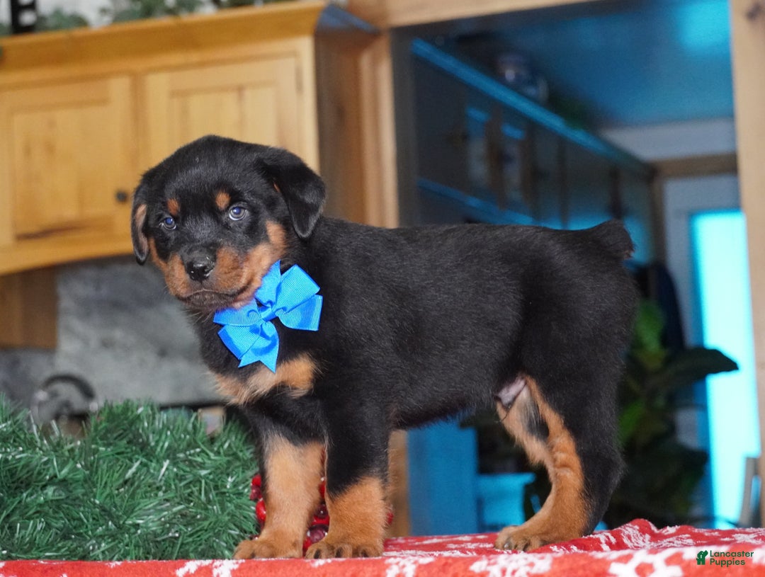 Rottweiler dogs for sale: Duke - Ad 4