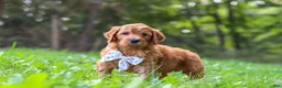 Goldendoodle dogs for sale: Baxter - Ad 6
