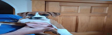 Boxer 1 Fawn