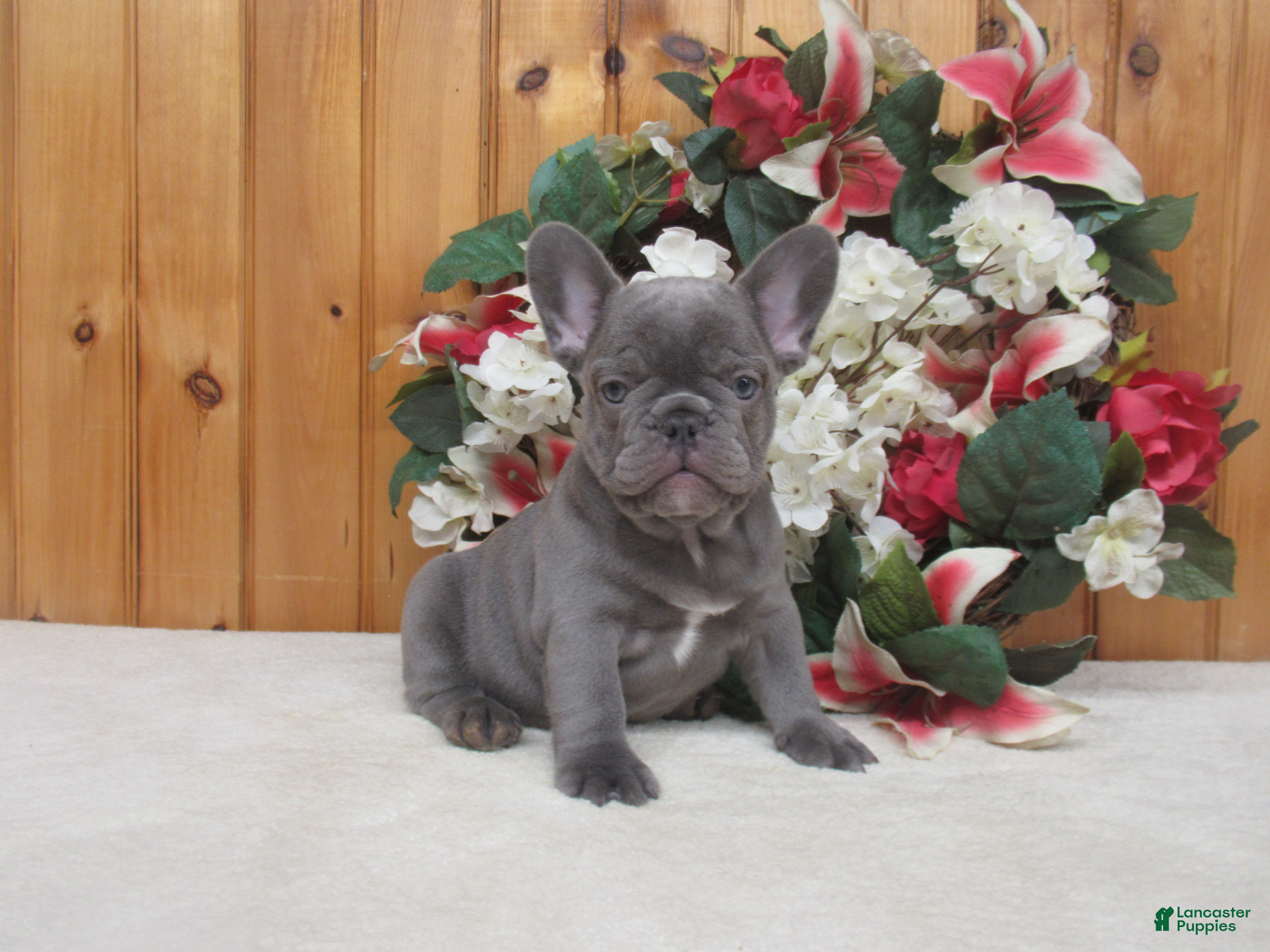 French Bulldog dogs AKC Stormy - Ad 15