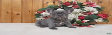 AKC Stormy