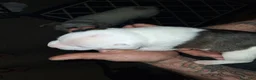 American Pit Bull Terrier dogs for sale: Kimbo Slice - Ad 4