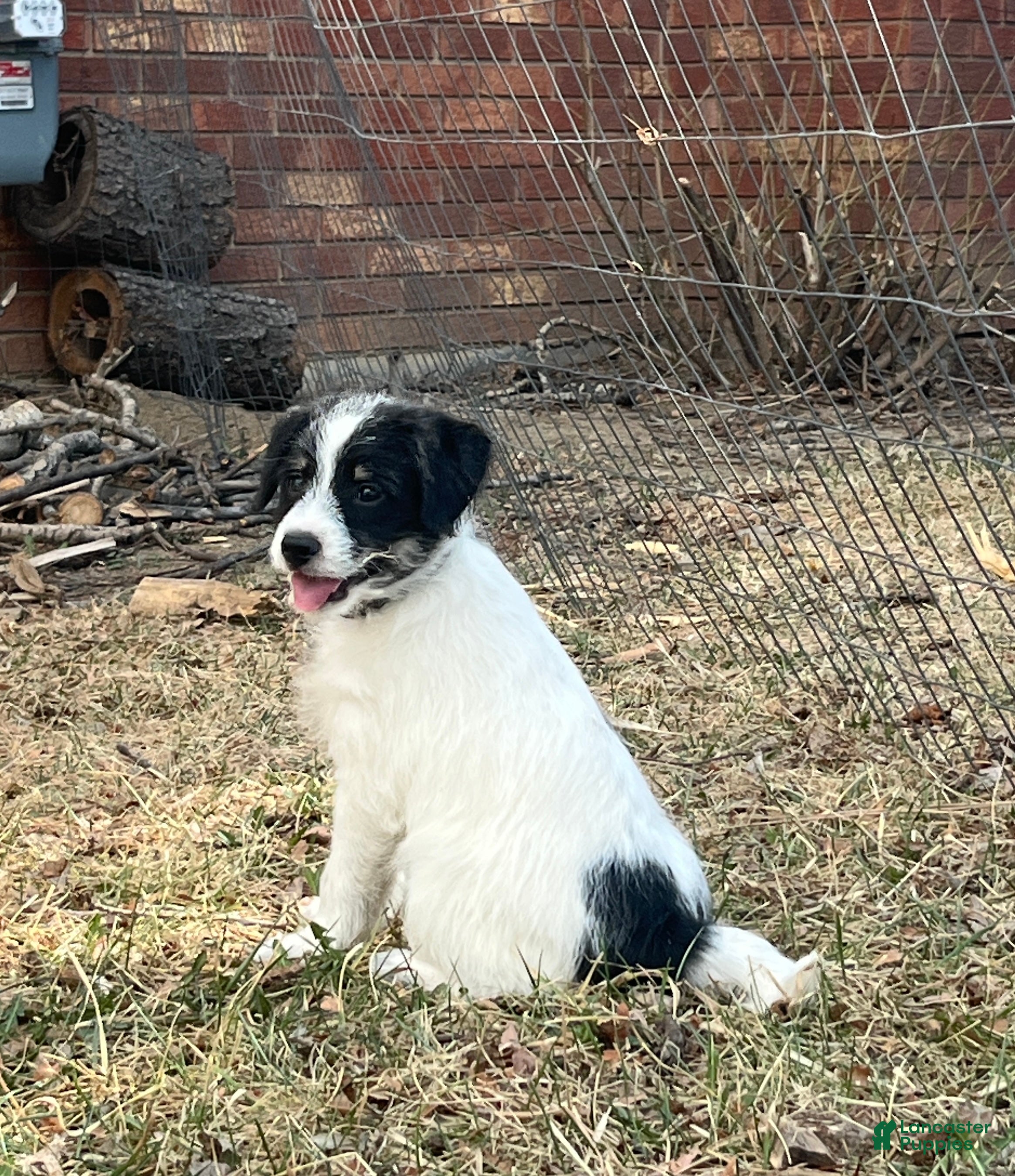 Bordoodle dogs Bordoodle Puppy Ollie - Ad 2