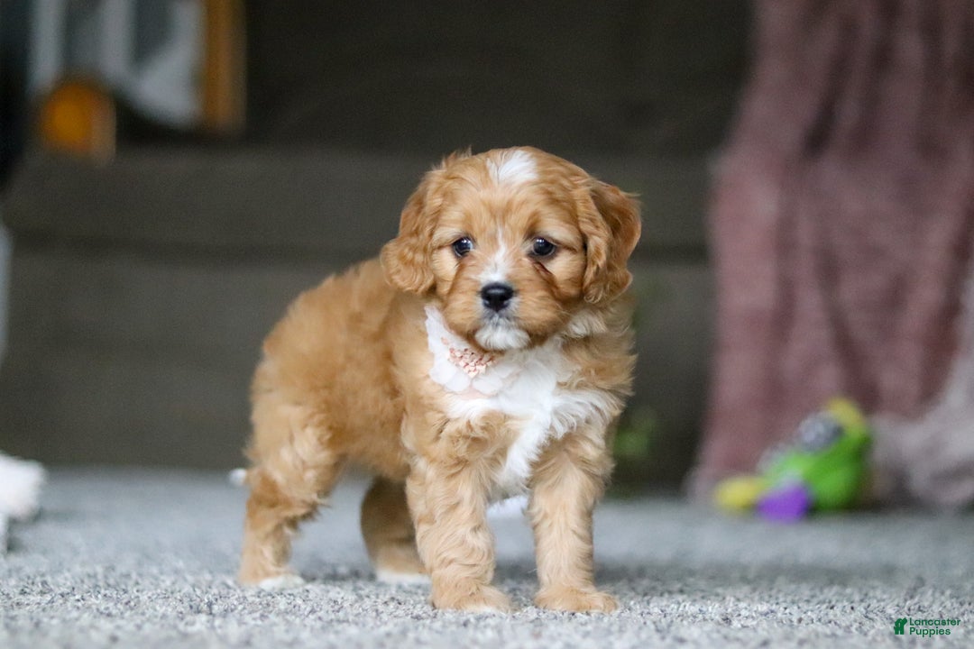 Cavalier King Charles Spaniel dogs for sale: Callie - Ad 4