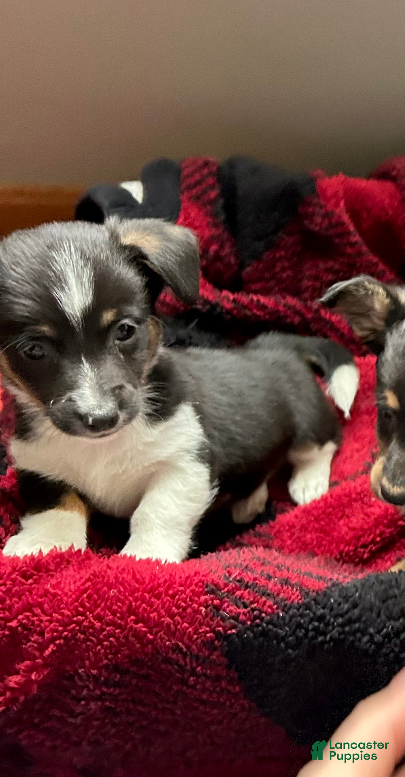 Mixed Breed dogs Rocky - Ad 21