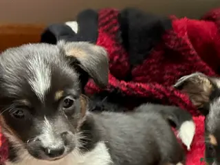 Mixed Breed dogs Rocky - Ad 21