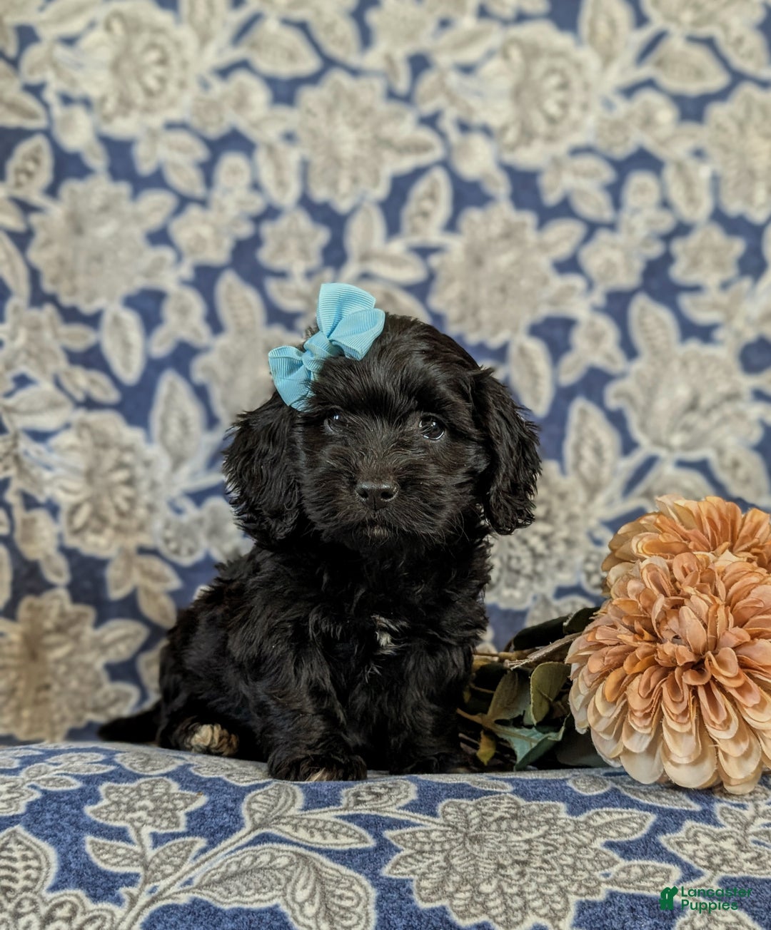 Mixed Breed dogs for sale: Athena - Ad 3