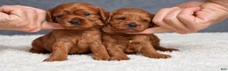 Cavapoo dogs for sale: Fabian - Ad 10