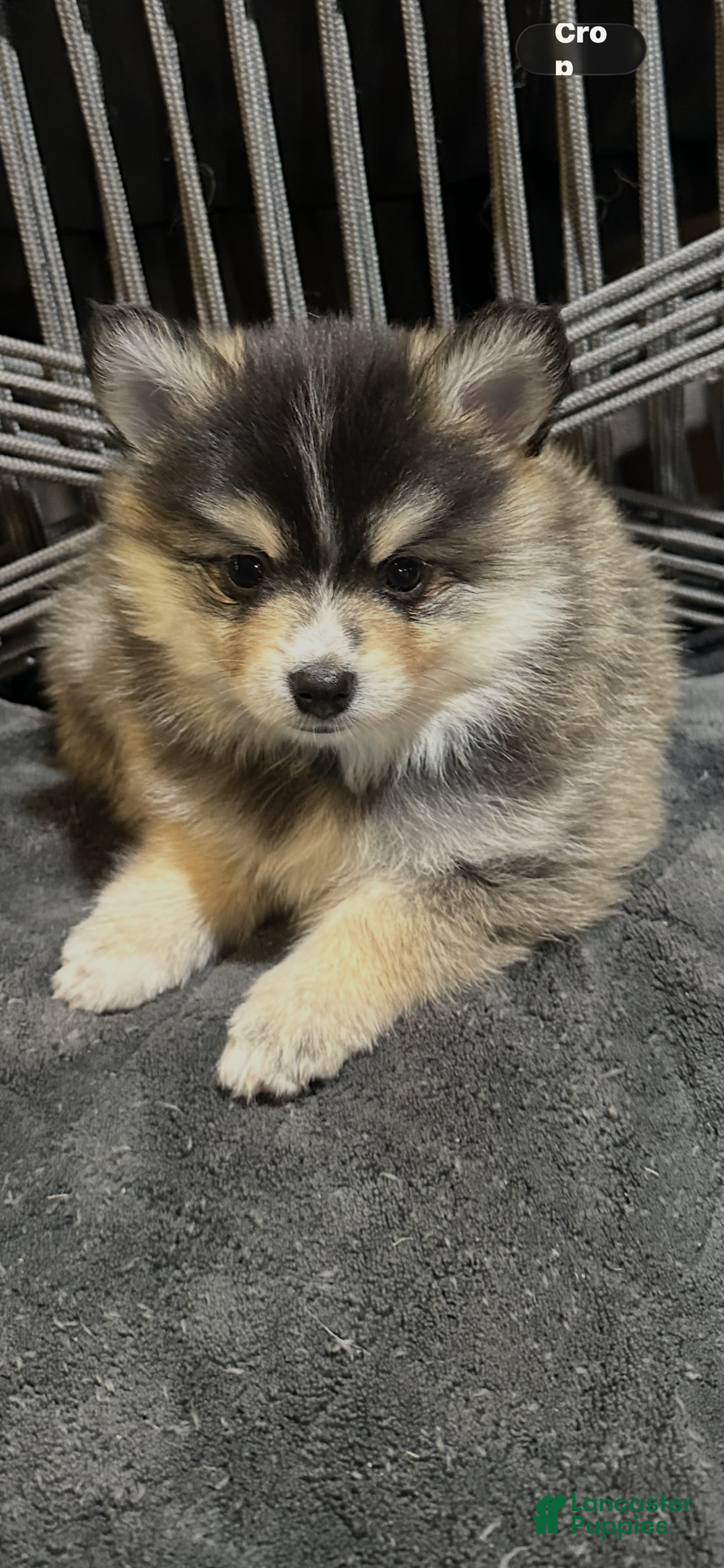 Pomsky dogs Cosmo - Ad 11