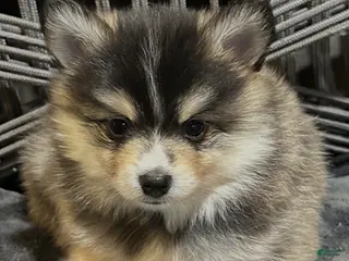 Pomsky dogs Cosmo - Ad 11