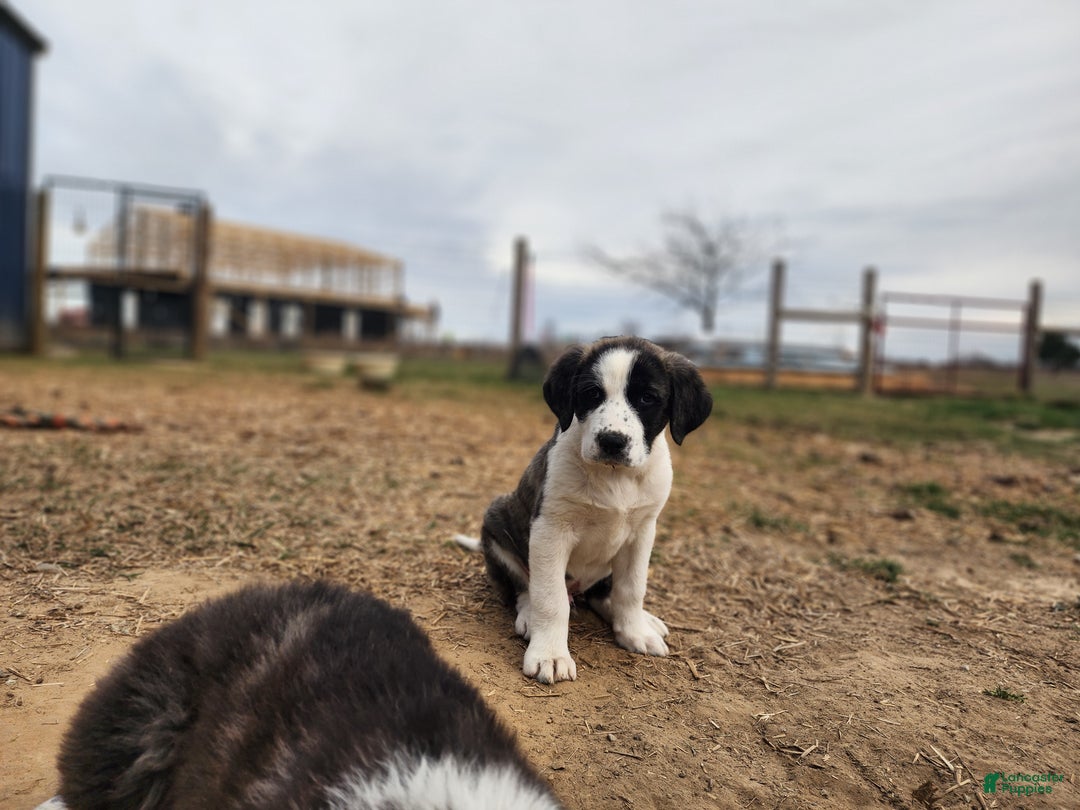 Anatolian Shepherd dogs for sale: AKC Blue 2025 M2 ASD puppy - Ad 9