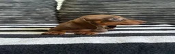 Dachshund dogs for sale: Jenny  - Ad 2