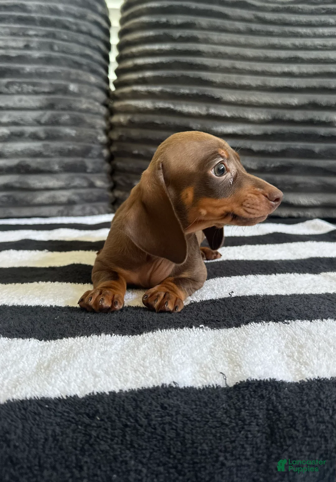 Dachshund dogs for sale: Jenny  - Ad 2