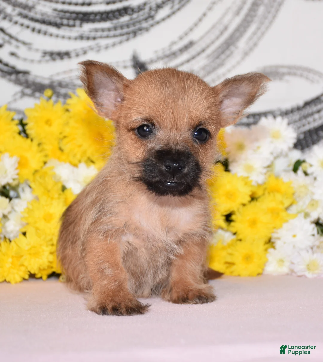 Cairn Terrier dogs for sale: Jellybean - Ad 3
