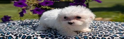 Maltese dogs for sale: Talia - Ad 8