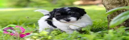 Havapoo dogs for sale: Eva - Ad 2