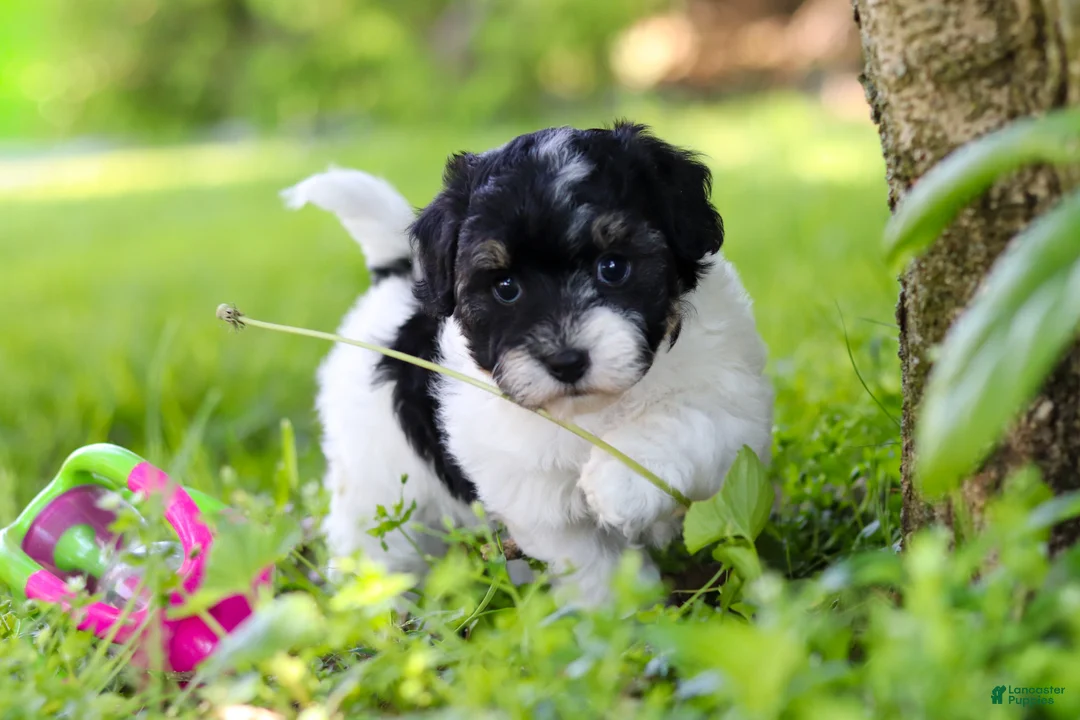 Havapoo dogs for sale: Eva - Ad 2
