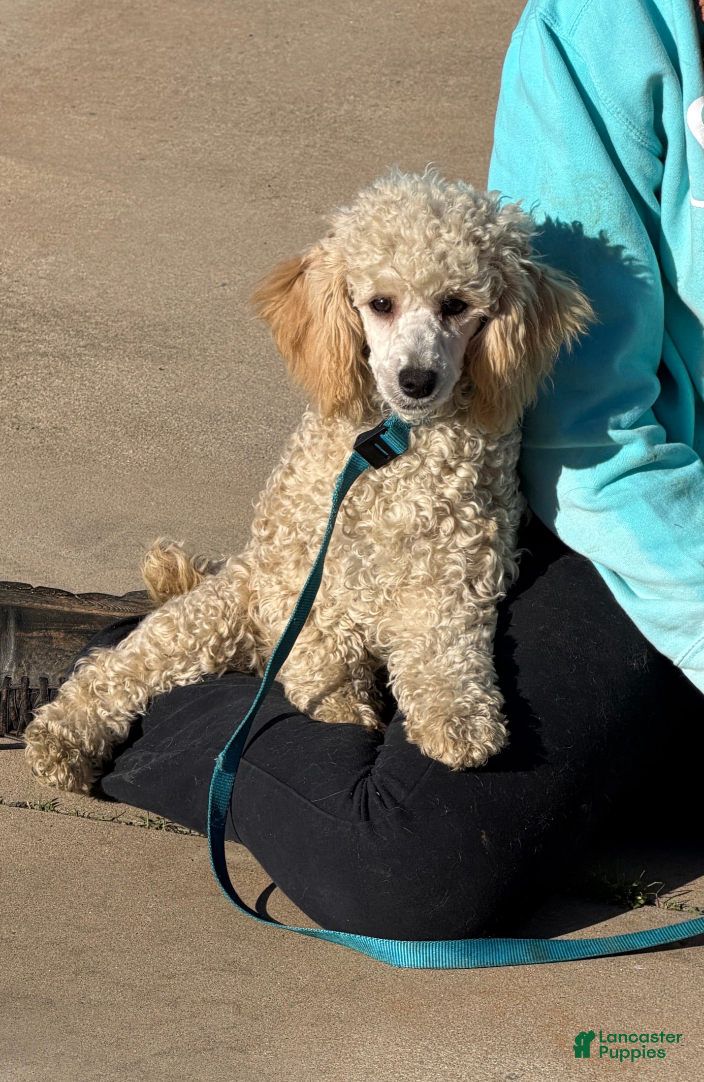 Miniature Poodle dogs Angie - Ad 14