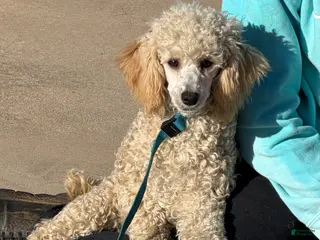 Miniature Poodle dogs Angie - Ad 14