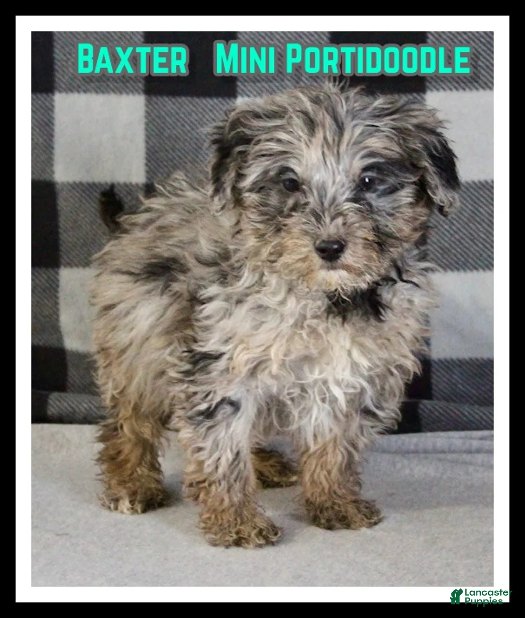 Mixed Breed dogs for sale: Baxter - Ad 1