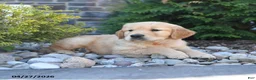 Golden Retriever dogs for sale: Gage - Ad 3