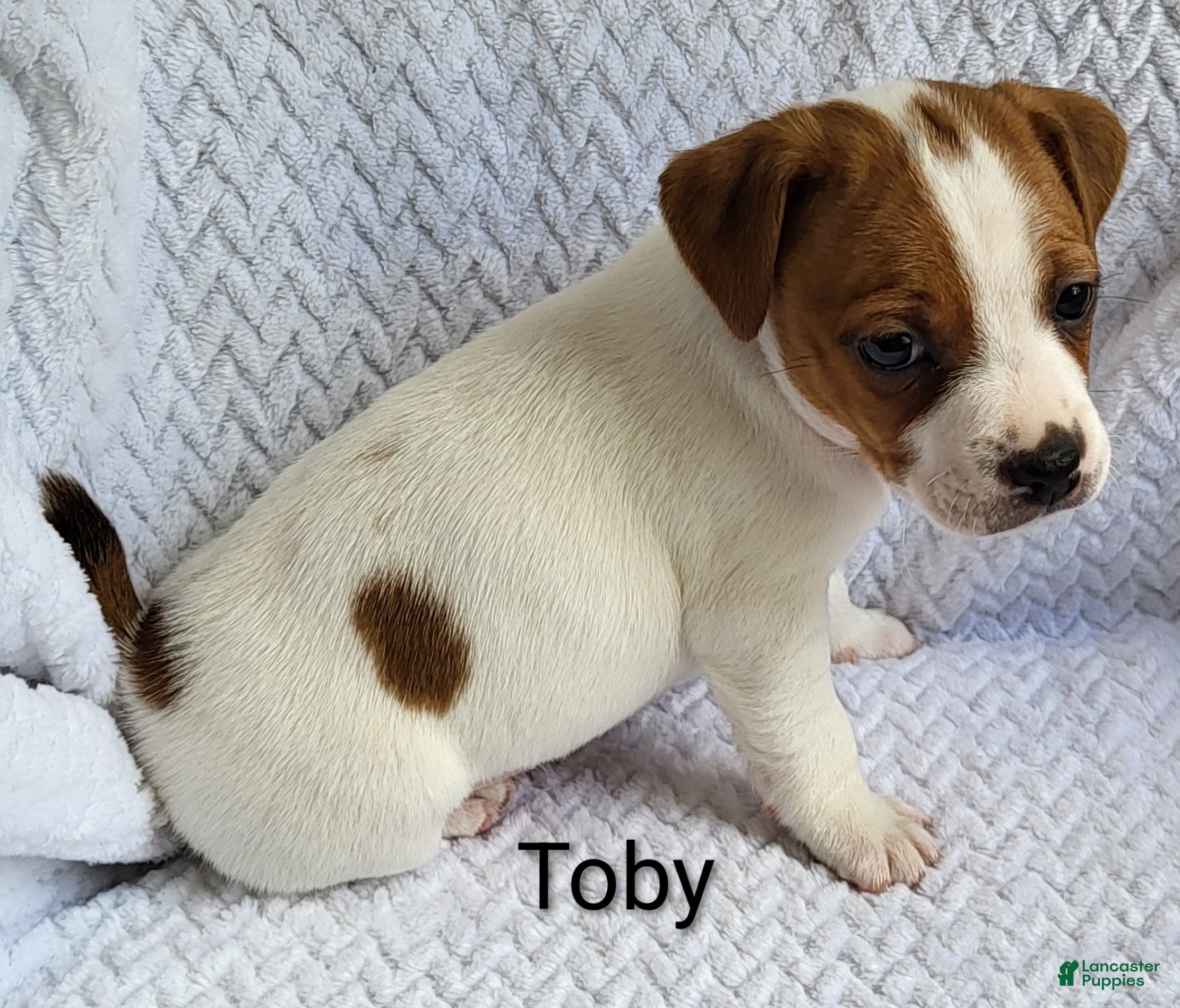 Jack Russell Terrier dogs Jack Russell Terrier Puppy 1 - Ad 2