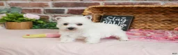 West Highland Terrier dogs for sale: Caroline - Ad 6