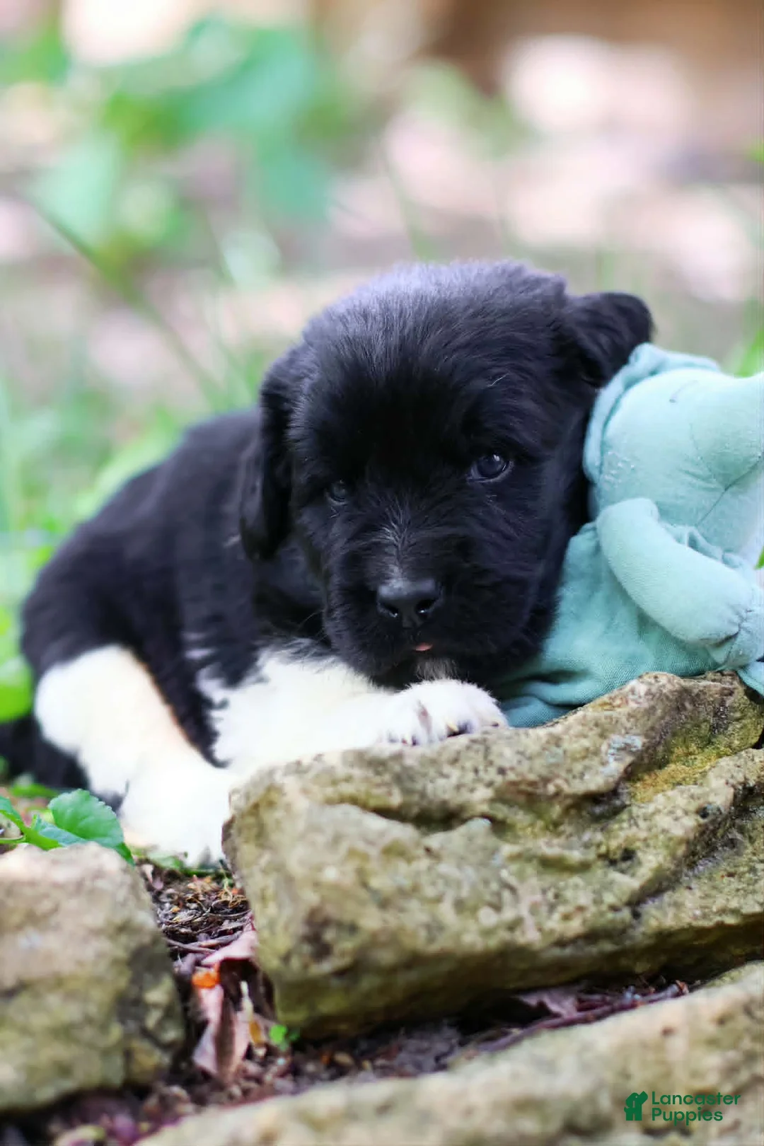 Newfoundland dogs for sale: Luigi - Ad 2