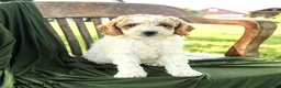 Goldendoodle dogs for sale: Brett - Ad 5