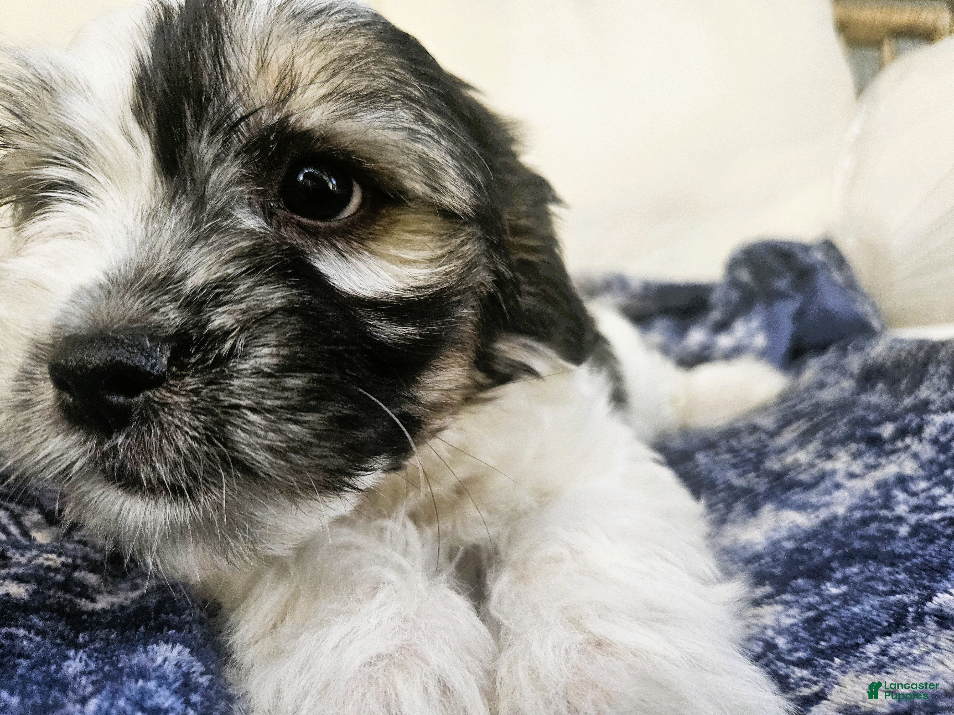 Mixed Breed dogs for sale: Nelo - Ad 5