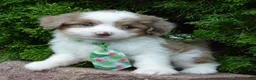 Mini Aussiedoodle dogs for sale: Mini Arlo - Ad 13