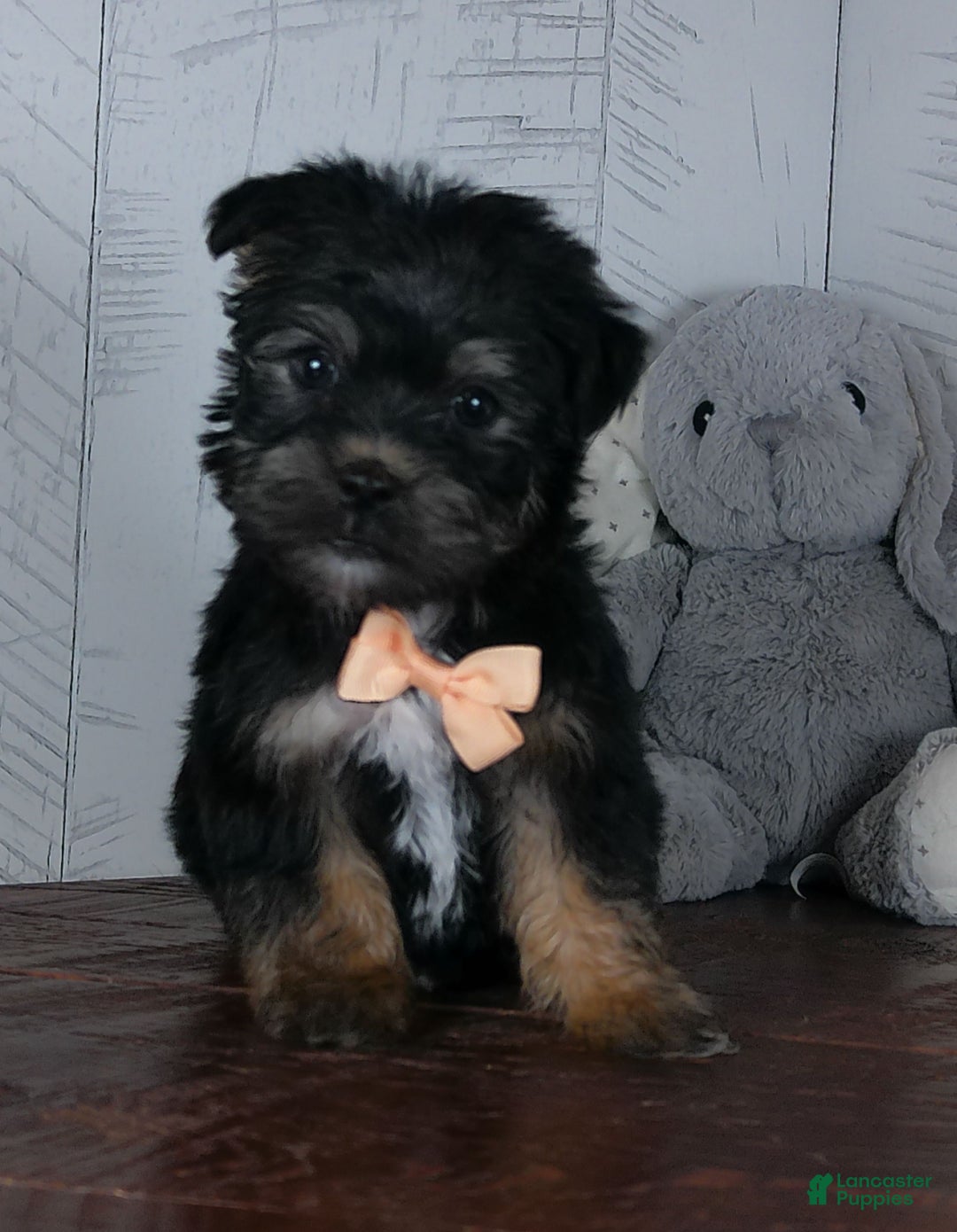 Shorkie dogs for sale: Bandit - Ad 8