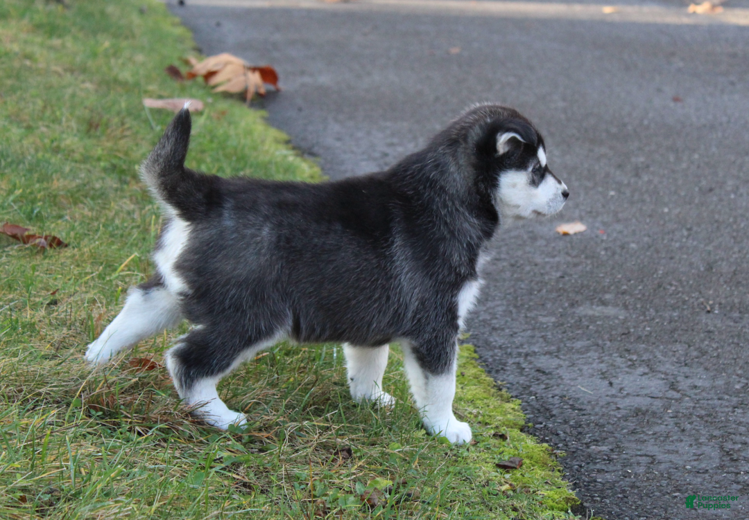 Siberian Husky dogs for sale: Midnight - Ad 4