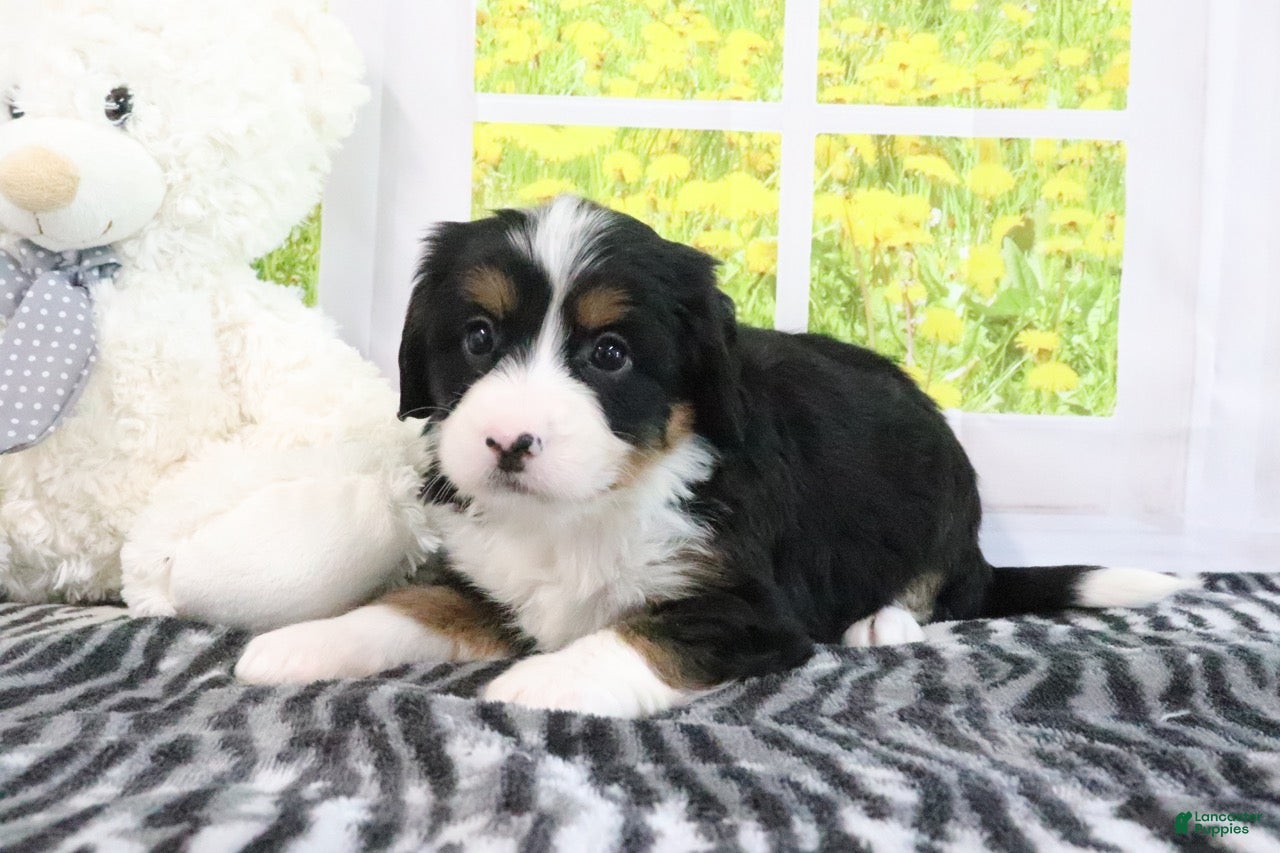 Mini Bernedoodle dogs Raine - Ad 1