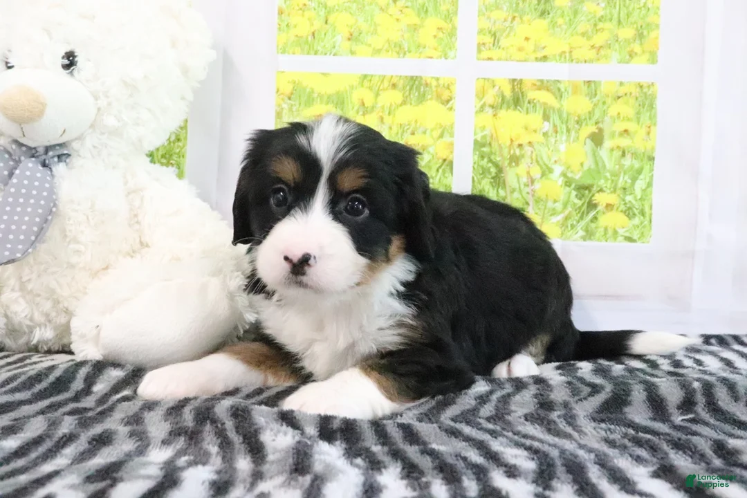 Mini Bernedoodle dogs for sale: Raine - Ad 1