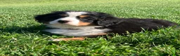 Bernese Mountain Dog dogs for sale: Fern - Ad 5