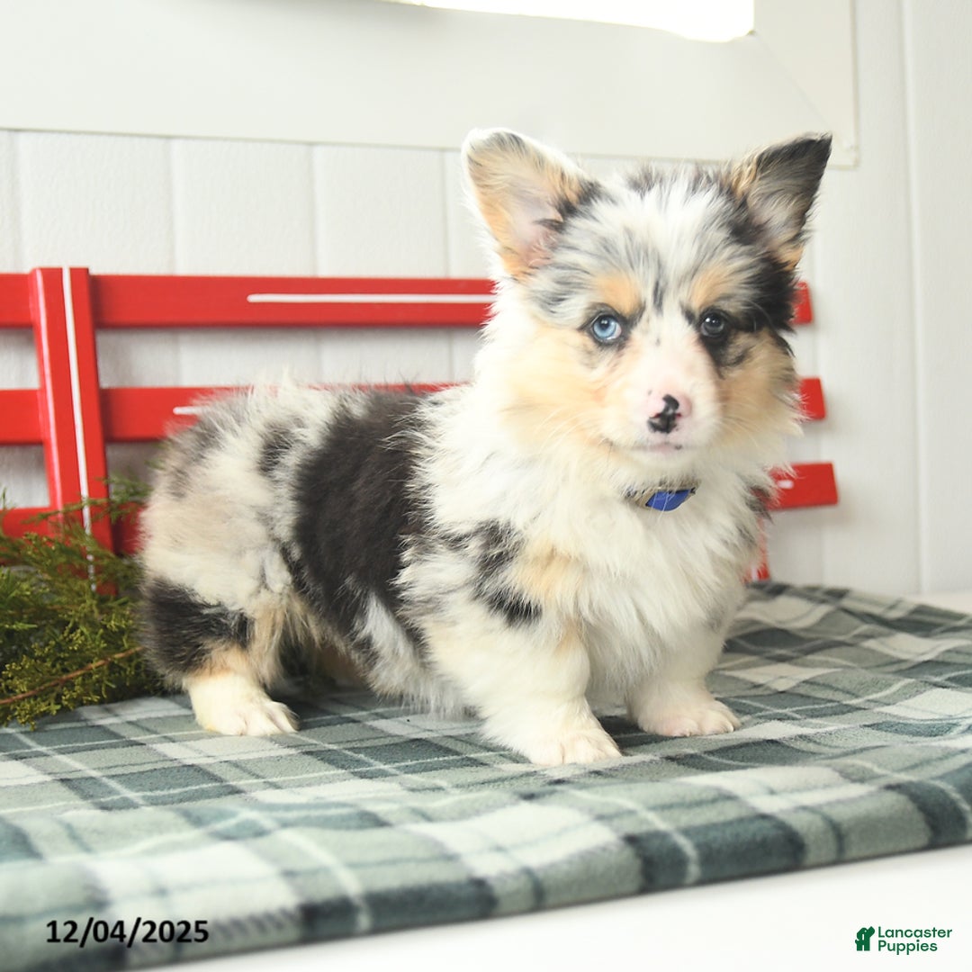 Welsh Corgi Pembroke dogs for sale: Fluffy Starburst - Ad 3