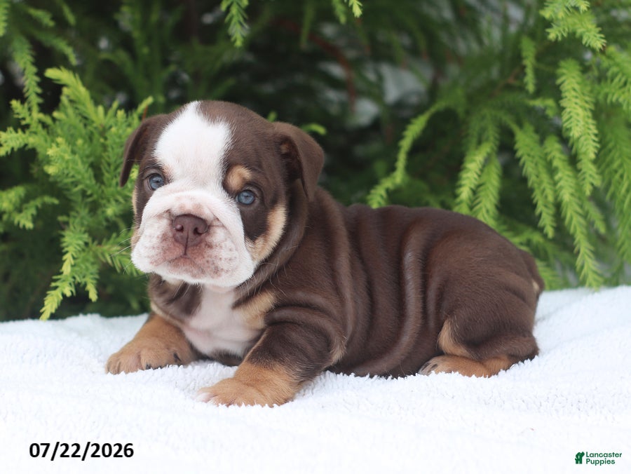 English Bulldog dogs Claudia - Ad 1