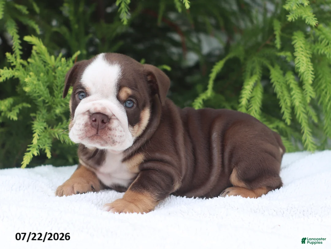 English Bulldog dogs for sale: Claudia - Ad 1