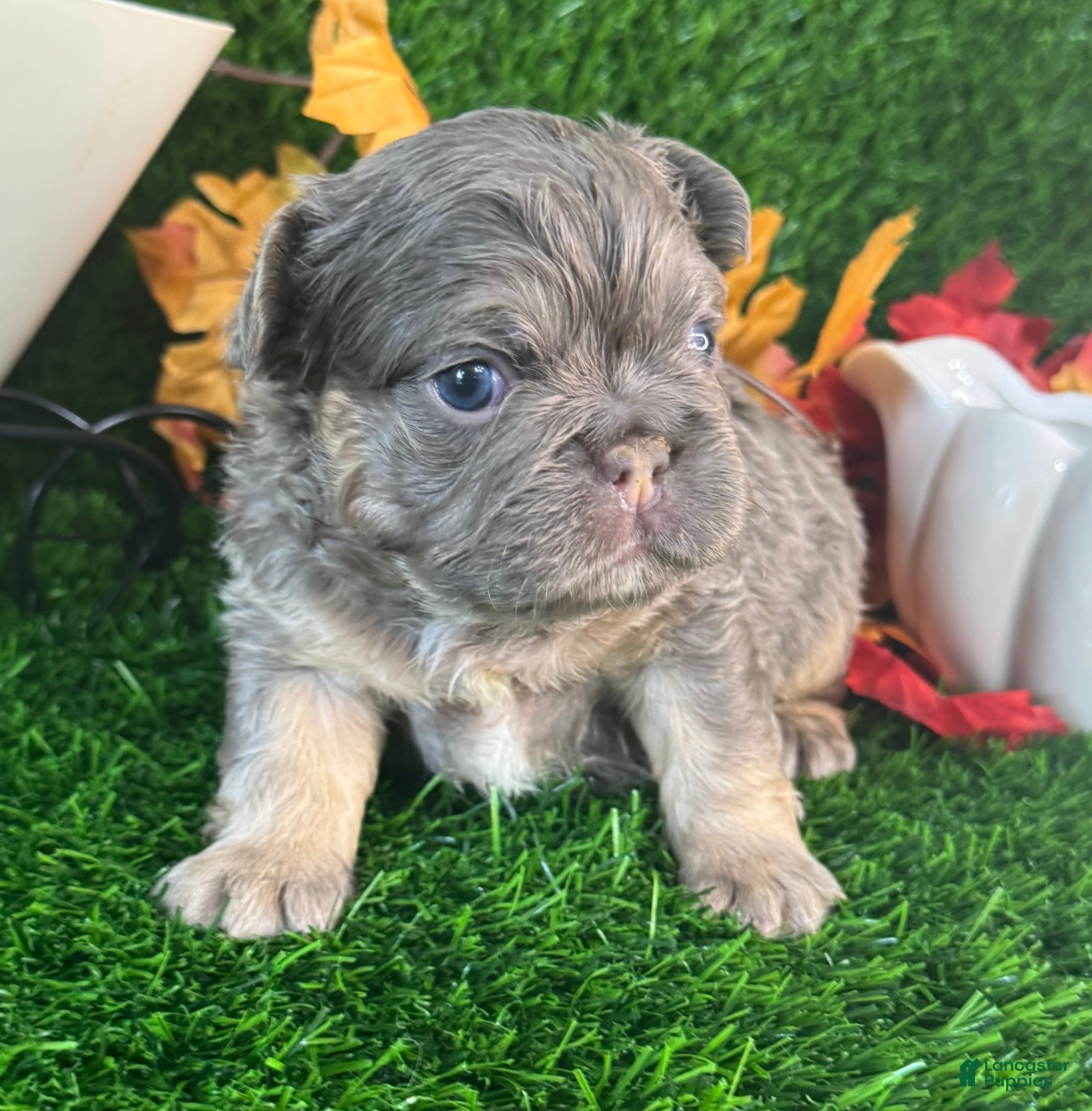 French Bulldog dogs Mr. Flapjack - Ad 2