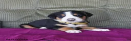Greater Swiss Mountain Dog dogs for sale: Cooper - Ad 3