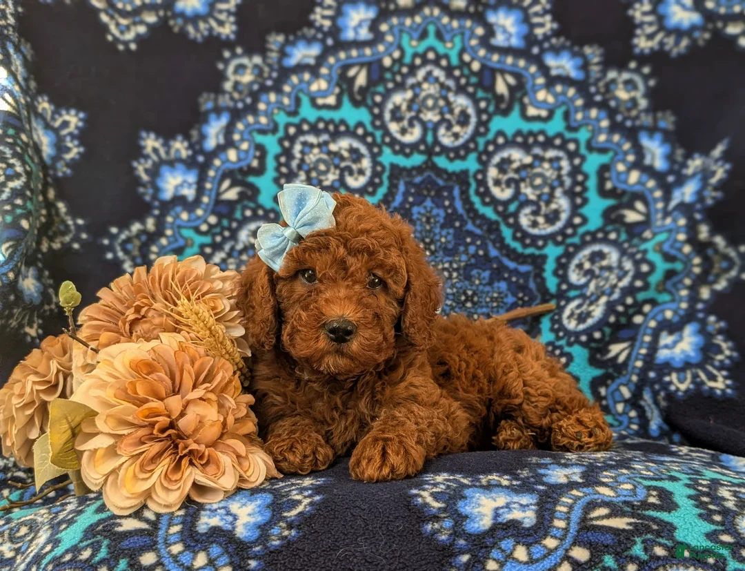 Miniature Poodle dogs for sale: Gabie 10 lbs Full Grown - Ad 6