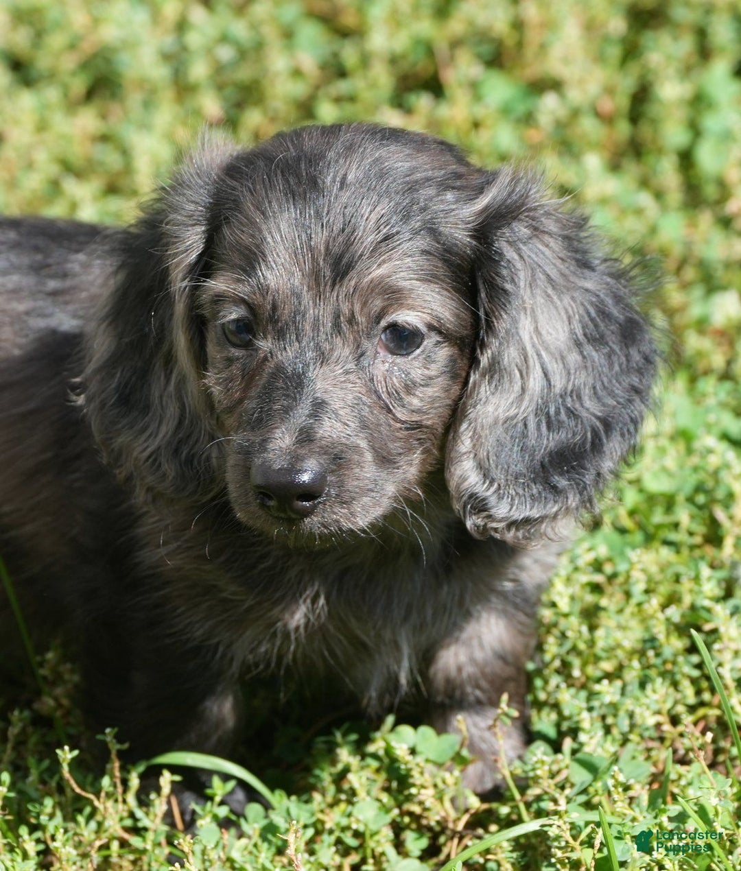 Miniature Dachshund dogs for sale: Grady - Ad 5