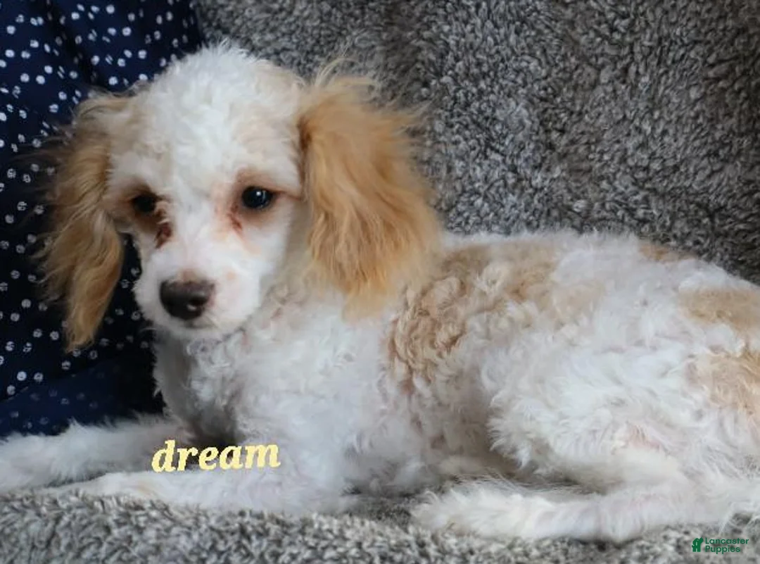 Cavapoo dogs for sale: Conner - Ad 3