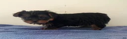 Yorkshire Terrier dogs for sale: Molly - Ad 2