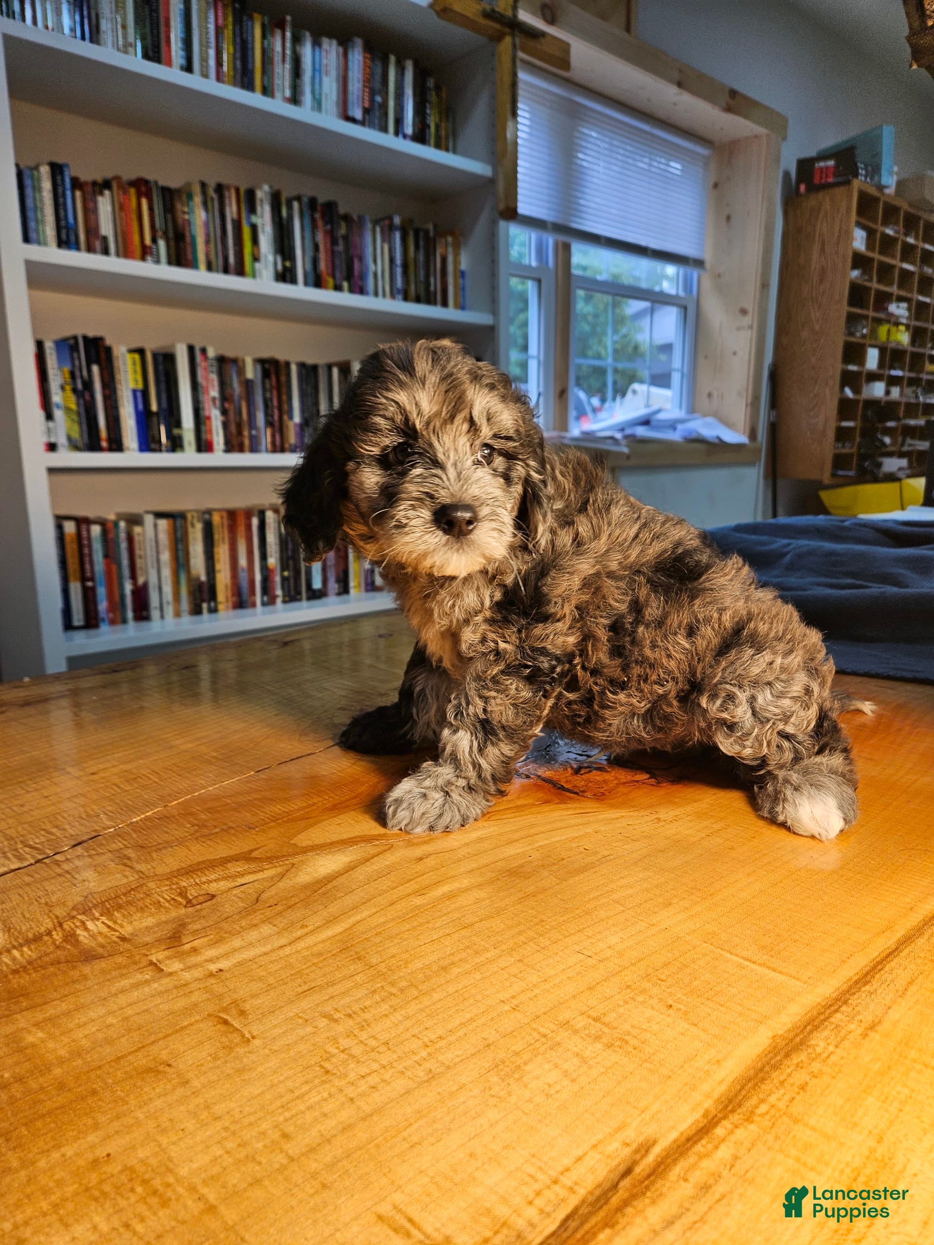 Mixed Breed dogs Cocoa - Ad 2