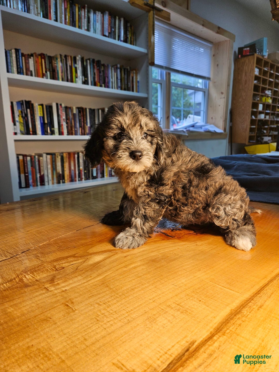 Mixed Breed dogs for sale: Cocoa - Ad 2