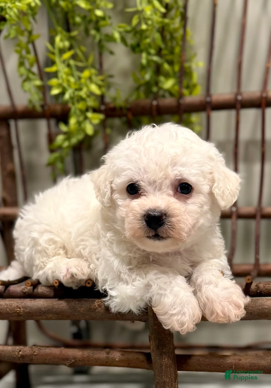 Bichon Frise dogs for sale: ACA Mickey - Ad 6